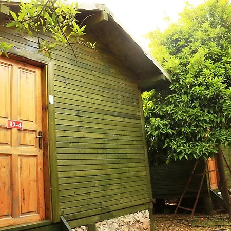 Zeytin * Olympos